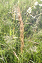 Aristida congesta congesta