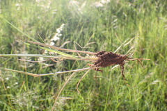 Aristida congesta congesta