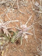 Orbea carnosa carnosa