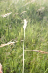 Aristida congesta congesta