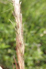 Aristida congesta congesta