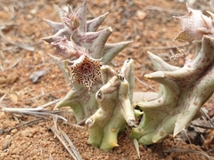 Orbea carnosa carnosa