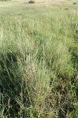 Bothriochloa insculpta