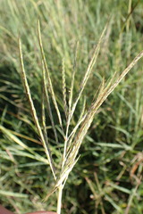 Bothriochloa insculpta