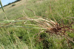 Bothriochloa insculpta