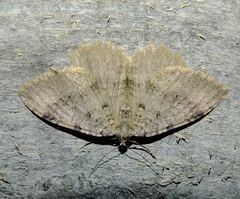 Triphosa sabaudiata