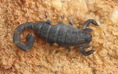Uroplectes