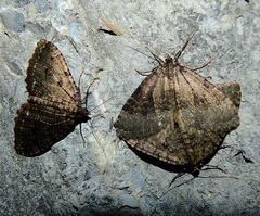 Triphosa sabaudiata
