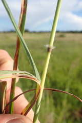 Bothriochloa insculpta