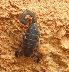 Uroplectes