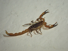 Pseudolychas ochraceus