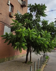Juglans australis