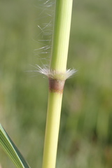 Bothriochloa insculpta