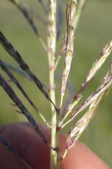Bothriochloa insculpta