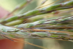 Bothriochloa insculpta