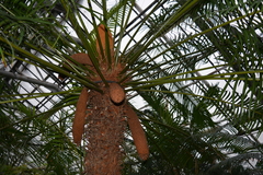 Cycas circinalis