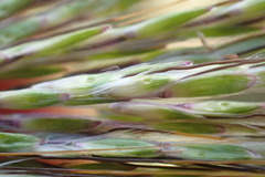 Bothriochloa insculpta