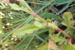 Oxygonum sinuatum