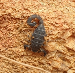 Uroplectes