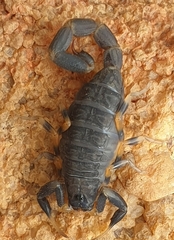 Uroplectes