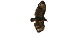 Buteogallus solitarius