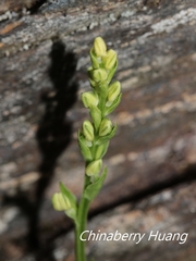 Platanthera brevicalcarata