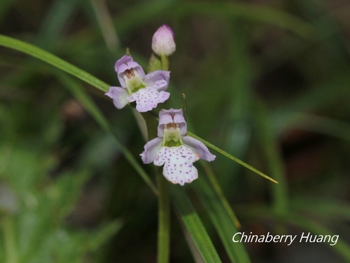 Amitostigma alpestre Schltr. 4
