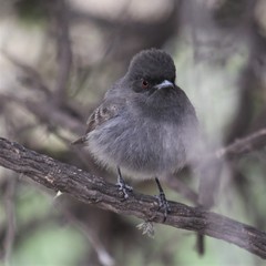 Knipolegus striaticeps