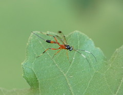 Leptobatopsis mesominiata