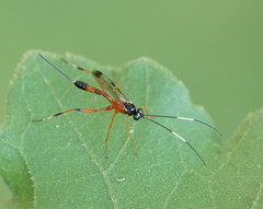 Leptobatopsis mesominiata