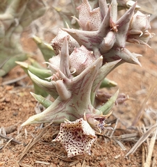 Orbea carnosa carnosa