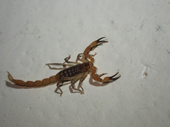 Pseudolychas ochraceus