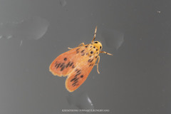 Miltochrista lateritia
