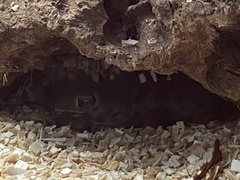 Teratoscincus scincus