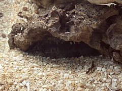 Teratoscincus scincus