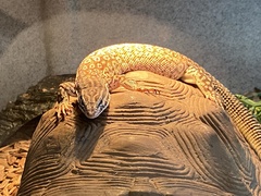 Varanus acanthurus