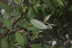 Salix alba micans