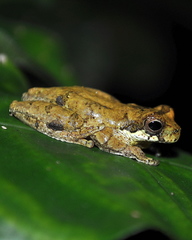 Dendropsophus microps