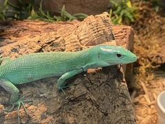 Gastropholis prasina