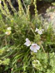 Euphrasia crassiuscula