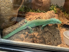 Gastropholis prasina