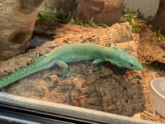 Gastropholis prasina