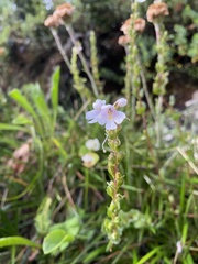 Euphrasia crassiuscula