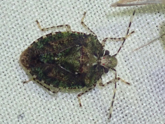 Eurystethus