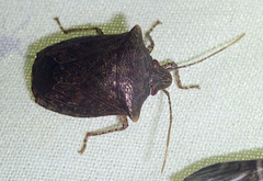 Ablaptus