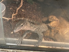 Varanus indicus