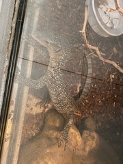 Varanus indicus