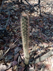 Acanthocereus oaxacensis