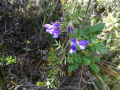 Vicia andicola