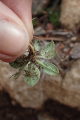 Plantago tasmanica